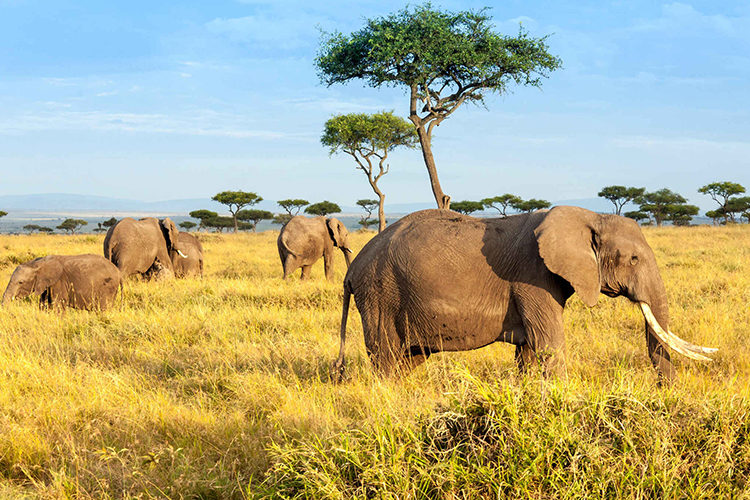 budget-kenya-tanzania-safari1