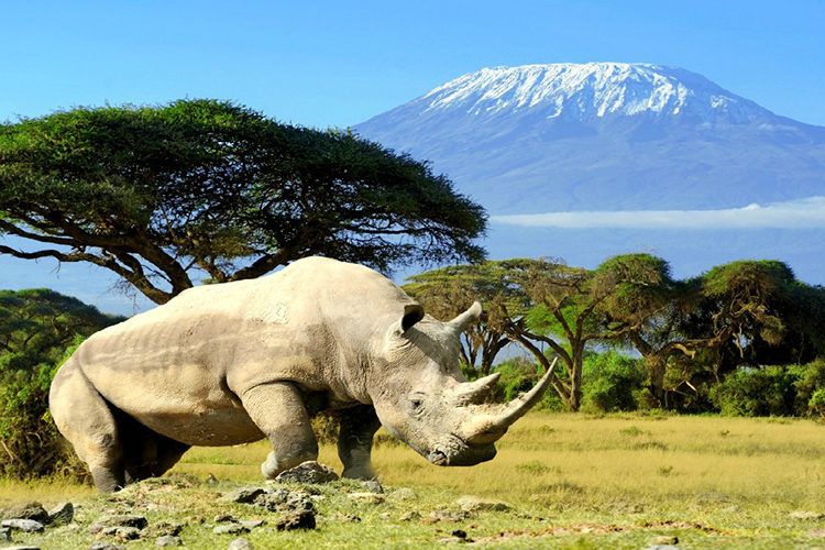 Rhino in front of Kilimanjaro mountain