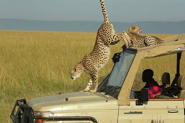 3-days-amazing-masai-mara-budget-safari