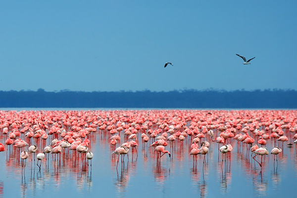 4-days-masai-mara-lake-nakuru