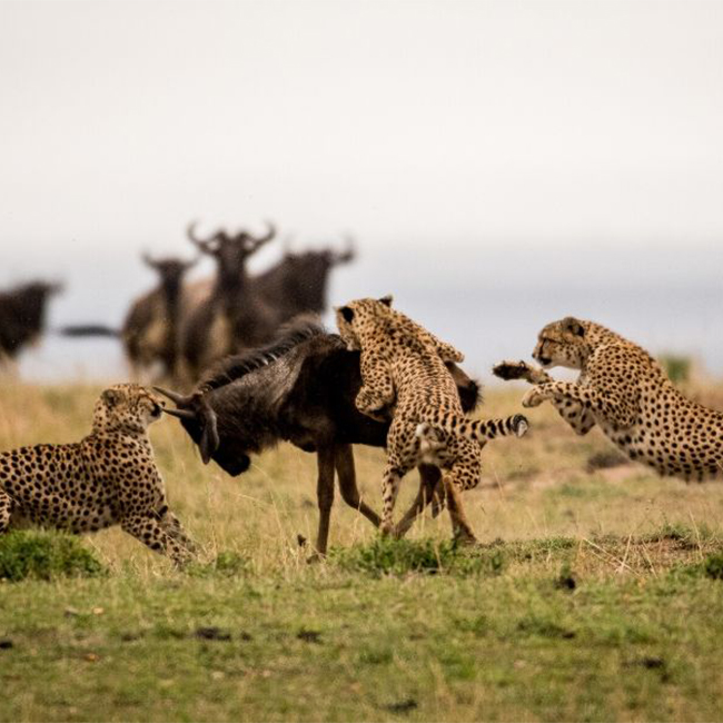 masai-mara-vs-serengeti-kenya-tanzania-safaris
